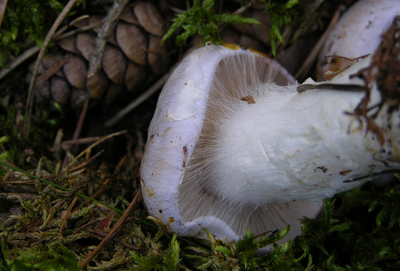 Cortinarius da determinare n� 01.